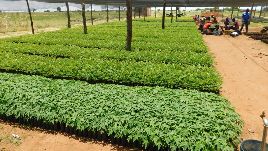 Community agriculture project in Tanzania