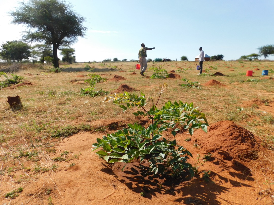 Landscape Restoration